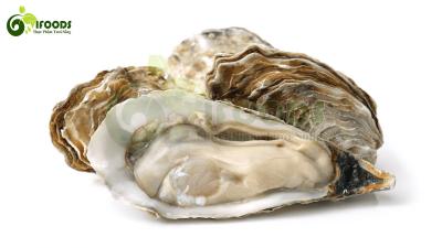 Hàu sữa (hào sữa) sống, nuôi an toàn Size 12-15 con/kg