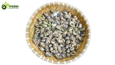 Ốc hương sống mới đánh bắt thơm ngon Size 50-70 con/kg
