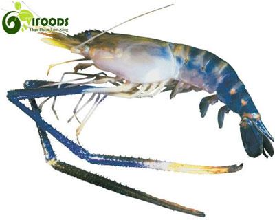 Tôm càng xanh (tôm lóng) thiên nhiên tươi sống 10-15 con/kg