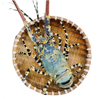 Tôm hùm bông (tôm hùm sao) sống loại 1 . 1,4-1,6 kg/con