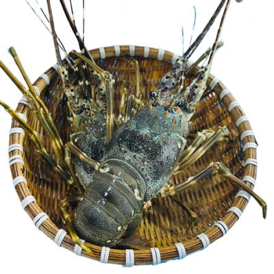 Tôm hùm bông (tôm hùm sao) tươi sống giá tốt . 500-700 gr/con