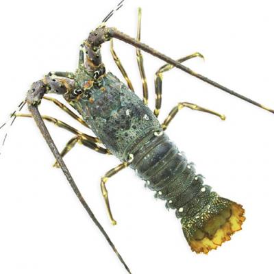 Tôm hùm xanh tươi sống loại 1 . 500-700 gr/con