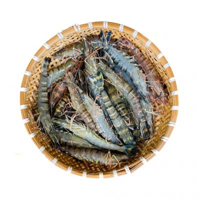 Tôm sú sống, nuôi an toàn giá tốt . 20-25 con/kg