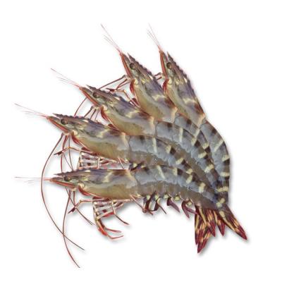 Tôm sú sống, nuôi an toàn VietGAP . 20-25 con/kg